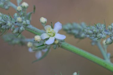 Flower of the common mullein, Verbascum lychnitis, a species from Europe and Asia. 