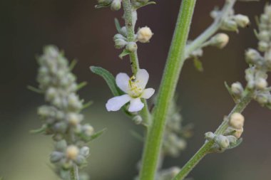 Flower of the common mullein, Verbascum lychnitis, a species from Europe and Asia. 