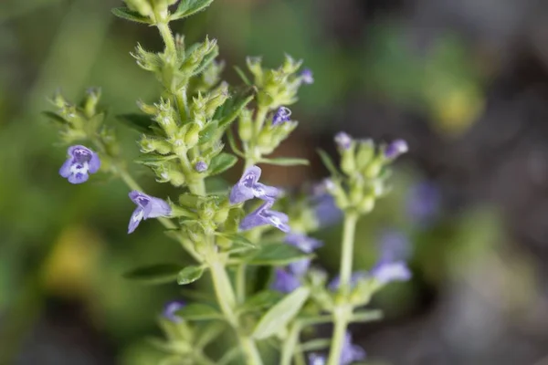 罗勒百里香植物花 林多角针叶树 — 图库照片