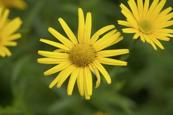 Flower Oxe Eye Plant Buphthalmum Salicifolium — Φωτογραφία Αρχείου