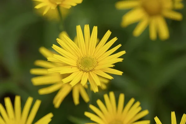 Flower Oxe Eye Plant Buphthalmum Salicifolium — Φωτογραφία Αρχείου