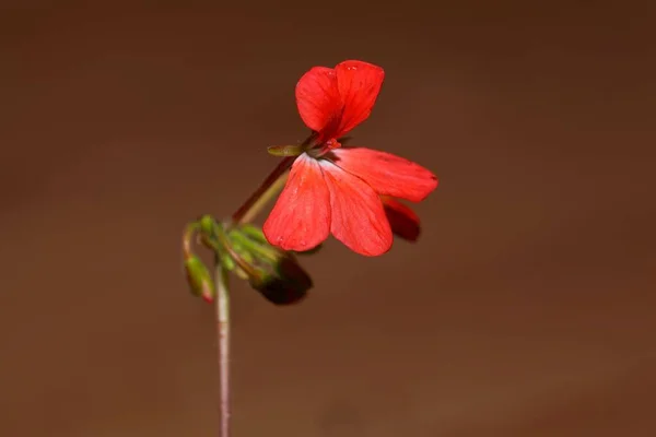 Macro Photo Flower Pelargonium Zonale — Photo