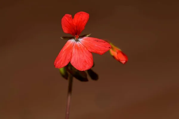 Makrofoto Einer Blume Eines Pelargonium Zonale — Stockfoto