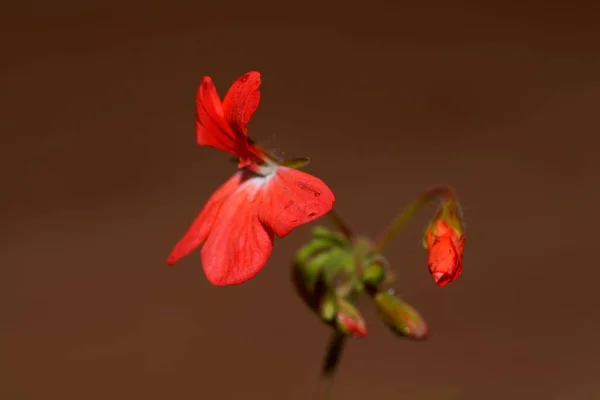Makrofoto Einer Blume Eines Pelargonium Zonale — Stockfoto