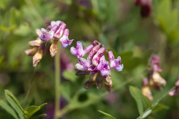 Blume Einer Schwarzen Erbsenpflanze Lathyrus Niger — Stockfoto