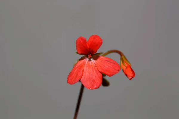 Macro Photo Flower Pelargonium Zonale — Foto de Stock