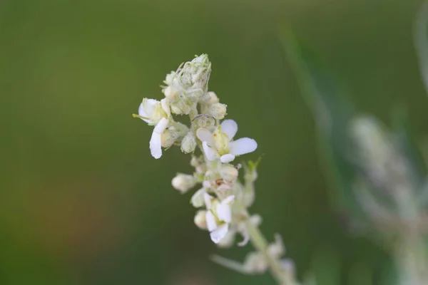 Flower Common Mullein Verbascum Lychnitis Species Europe Asia — Photo