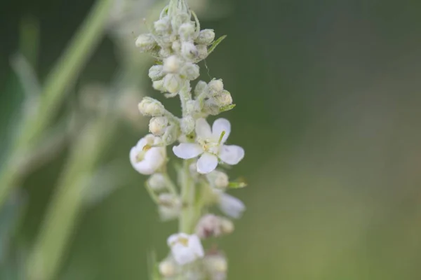 Flower Common Mullein Verbascum Lychnitis Species Europe Asia — Photo