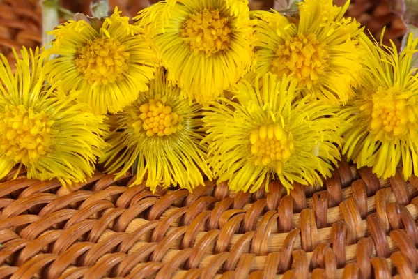 Coltsfoot — Φωτογραφία Αρχείου