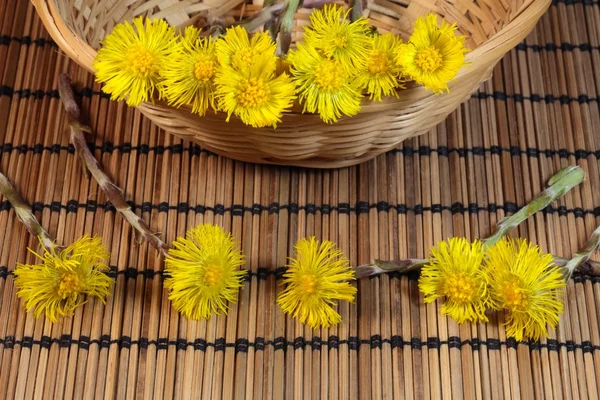 Coltsfoot — Stock Photo, Image