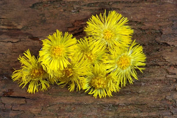 Coltsfoot — Fotografia de Stock