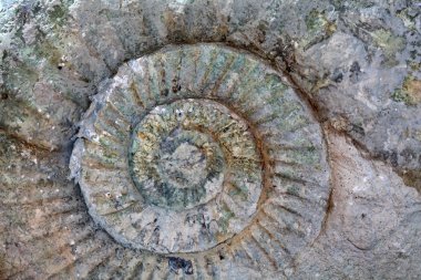 Ammonite clipart