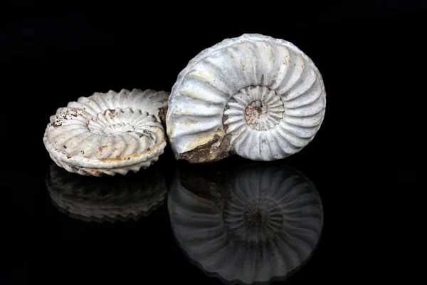 Ammoniti bianche — Foto Stock