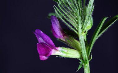 Bezelye çiçek bahar