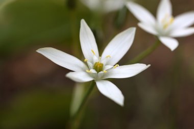 Star-of-Bethlehem (tükürük otu umbellatum)