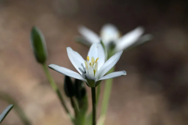 Star-of-Bethlehem (オーニソガラム初期生育) — ストック写真