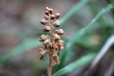 Kuşlar yuva orkide,