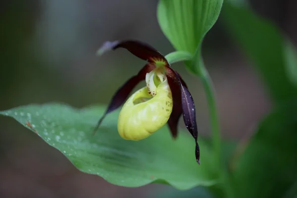 Orquídea de la zapatilla Ladys — Foto de Stock