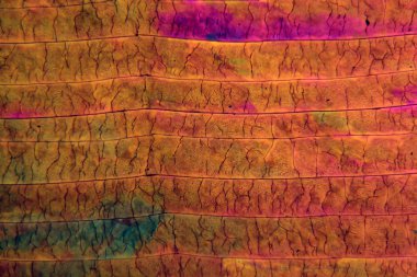 Mikroskop altında sülfür kristalleri