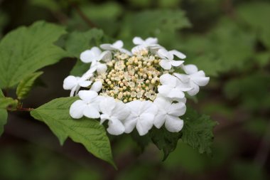 guelder gül çiçek