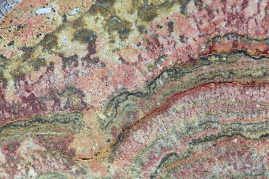 Fossilized Stromatolites clipart