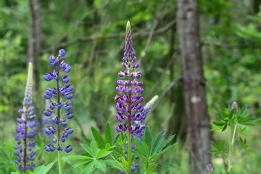 acı bakla çiçekler