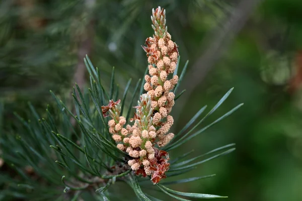 Flores masculinas de um pinheiro escocês — Fotografia de Stock