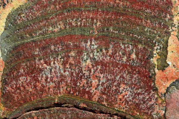 Ископаемые строматолиты — стоковое фото