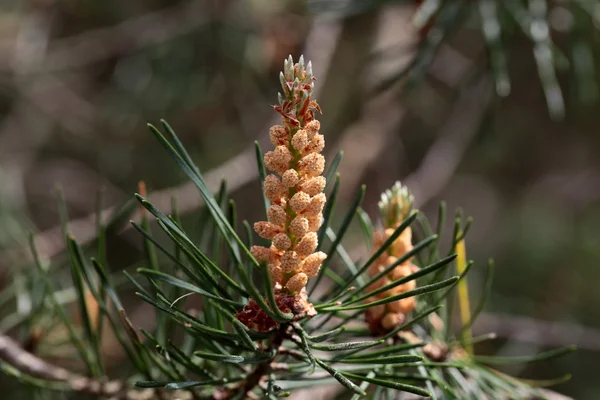 Hanblommor av en scots pine — Stockfoto