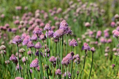 Frenk soğanı çiçekler