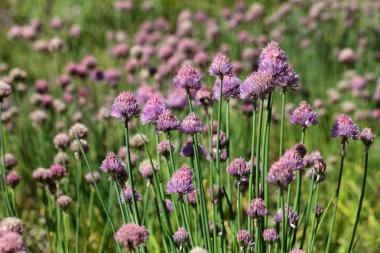 Frenk soğanı çiçekler