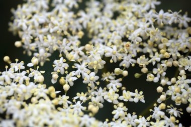 Siyah mürver çiçekleri (Sambucus nigra)