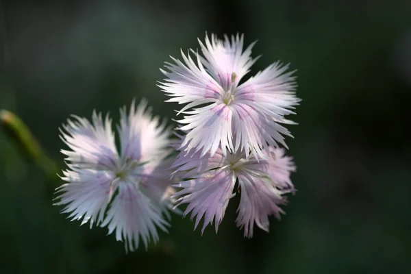 Nelkenrosa (dianthus caryophyllus)) — Stockfoto