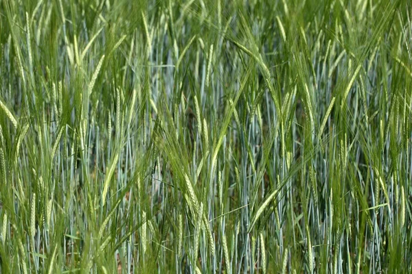 Barley field — Stock Photo, Image