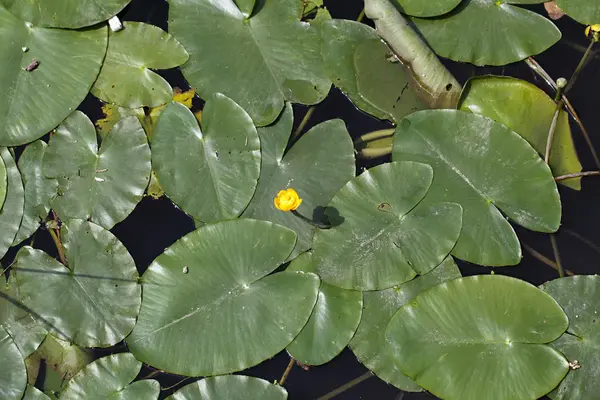 Lirios de agua amarillos (Nuphar lutea ) —  Fotos de Stock