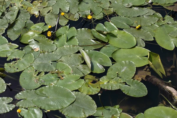 Lirios de agua amarillos (Nuphar lutea ) —  Fotos de Stock