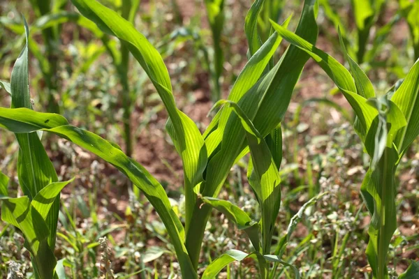 Maize Plants — Stock Photo, Image