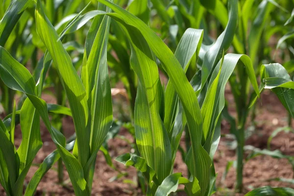 Maize Plants — Stock Photo, Image