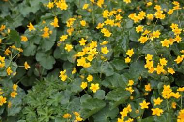 Marsh marigolds