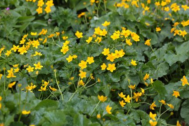 Marsh marigolds