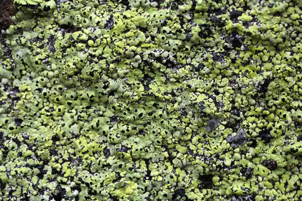 Carte géographique lichen — Photo