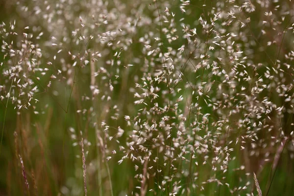 Fleurs d'herbe — Photo