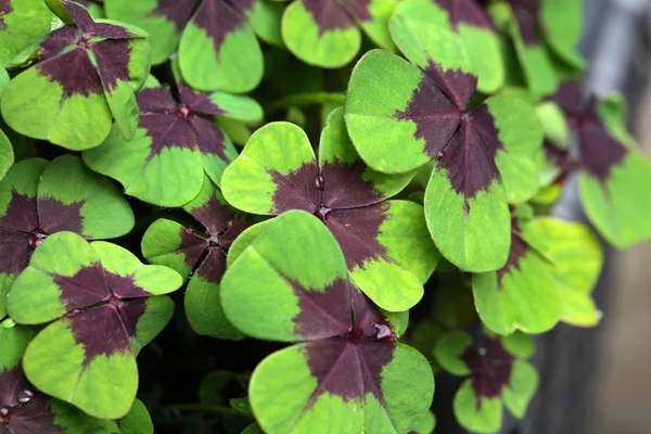 Lucky Clover — Stock Photo, Image