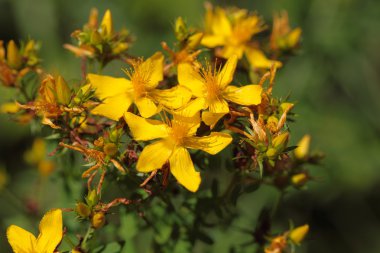 Çiçekler, St Johns wort