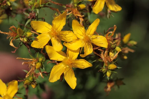 Flores de st johns-wort — Fotografia de Stock