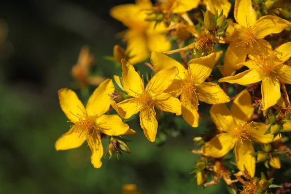 Flores de st johns-wort — Fotografia de Stock