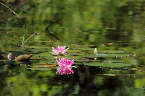 Lirios de agua en un lago del bosque . —  Fotos de Stock