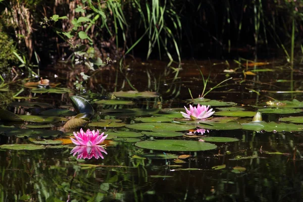 Lírios de água em um lago da floresta . — Fotografia de Stock