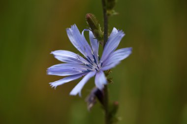 Yaygın hindiba (Cichorium intybus)