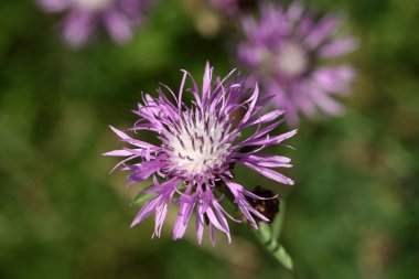 Kahverengi knapweed (Centaurea jacea).